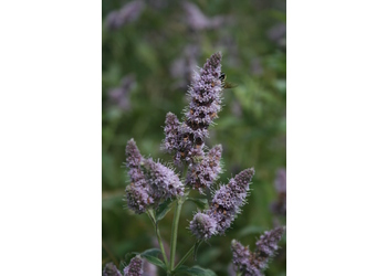 Ross-Minze (Mentha longifolia) - © Emanuel Trummer